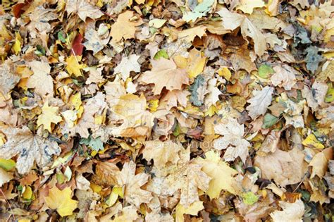 Fallen Autumn Leaves Stock Photo | Royalty-Free | FreeImages