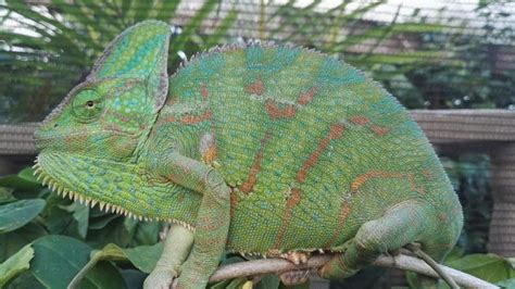 Do Chameleon Lay Eggs? Or Do They Give Live Birth? - Reptiles Guide