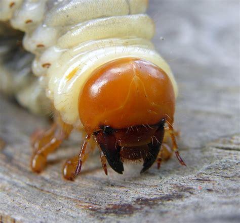 What's this bug? - Singletrack World Magazine April 29, 2013