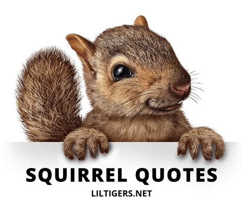 20 Inspirational Squirrel Quotes & Sayings - Lil Tigers