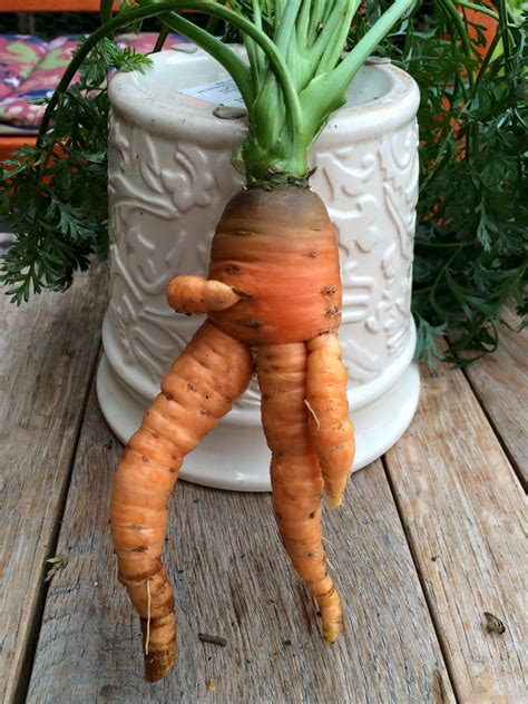 Melinda Daniels‎: I love it when carrots imitate people......I almost ...