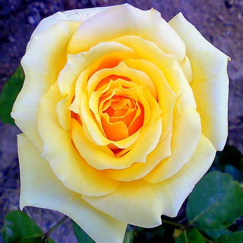 0612101614-01 | Close-up of hybrid rose bush named Sunny Del… | Flickr