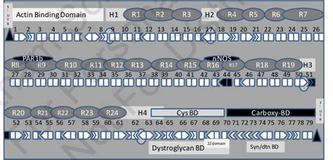 Schematic overview of the dystrophin protein structure showing hinge ...