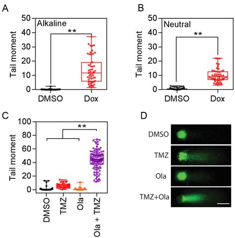 Evaluating In Vitro DNA Damage Using Comet Assay | Protocol