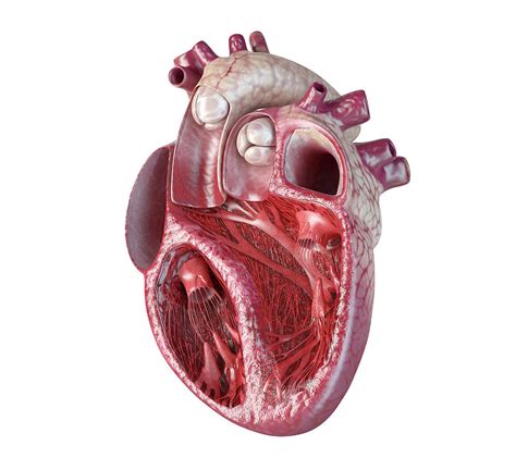 Cross Section Of Heart Diagram