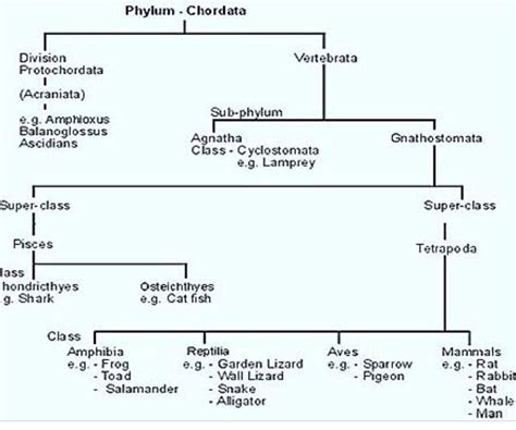 outline the flowchart of phylum chordata - Brainly.in