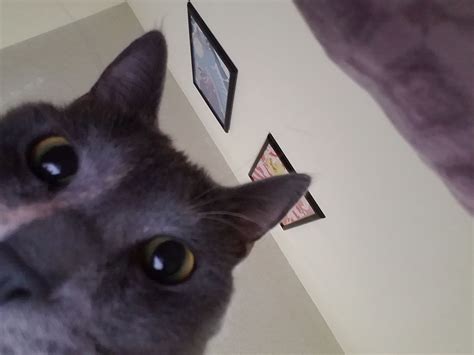 She got excited for the front facing camera | Get excited, Excited, Cats