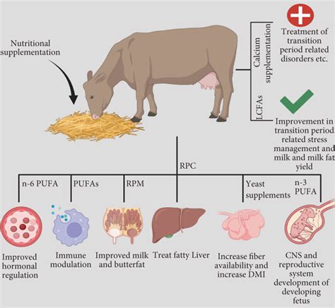 Effects of different nutritional elements on dairy cows’ health,... | Download Scientific Diagram