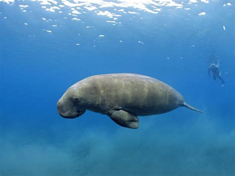 Facts about dugongs