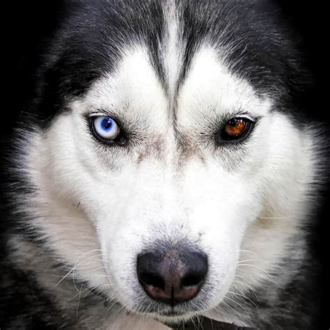 Why Do Huskies Eyes Change Color