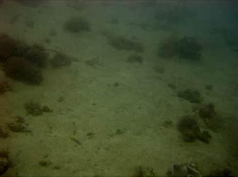 g. Example of sand flat habitat. NOAA photo. | Download Scientific Diagram