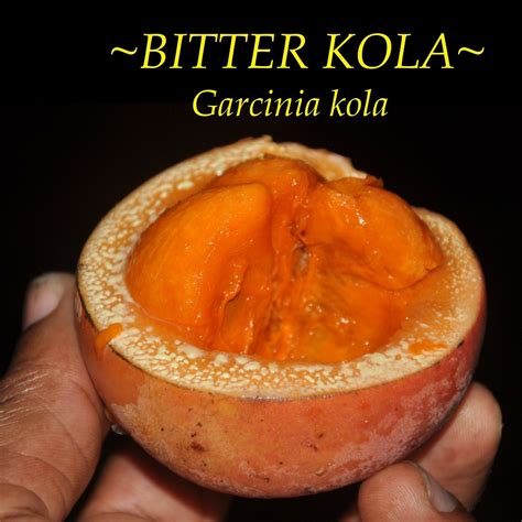 Polynesian Produce Stand : ~BITTER KOLA~ Garcinia kola African ...