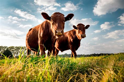 Beef cattle industry has a great story to tell on climate change | AGDAILY