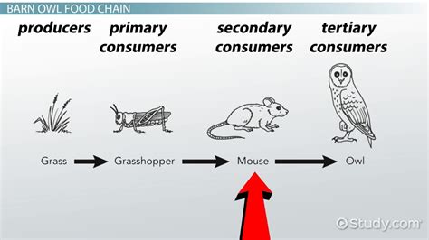 Owl Food Chain - Video & Lesson Transcript | Study.com