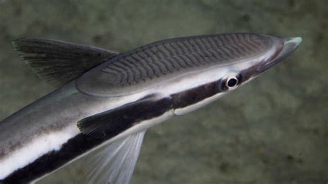 Shark Parasites | California Academy of Sciences