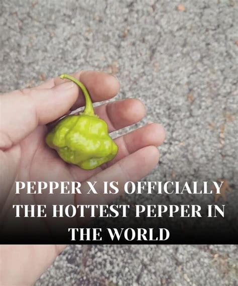 Is Pepper X For Sale? Where To Buy Pepper X Seeds?