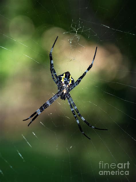 Cane Spider Photograph by Seldom Scene Photography - Fine Art America