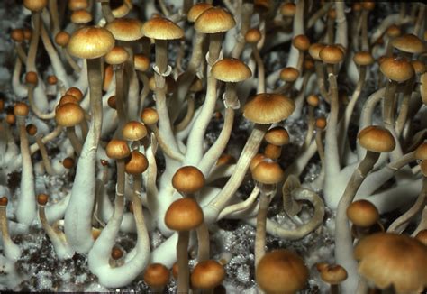 Magic Mushrooms Psilocybe cubensis growing from grain trays in 1977 (photo: Stan Czolowski ...