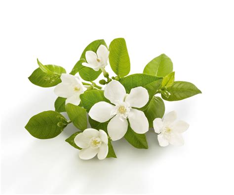 Neroli oil Highly Aromatic Pleasant Neroli Fragrance