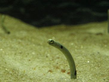 Baby eel. Baby Animals, Proof, Baby Pets, Animal Babies, Cubs