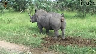 Rhino poop - Free Music Download