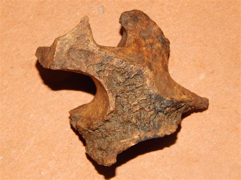 Fossilized bone? - Fossil ID - The Fossil Forum