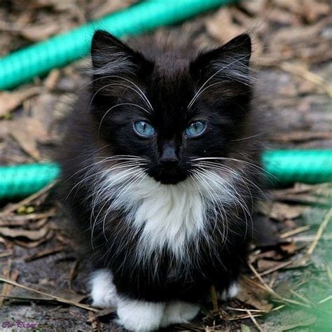 Black Cat With Blue Eyes Pictures Cute Cat Pictures Cute Dog And Cat ...