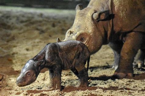 Endangered Sumatran Rhino Born in Indonesia