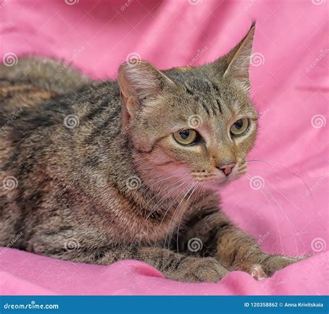 Striped Cat with a Clipped Ear Stock Photo - Image of feline, close ...