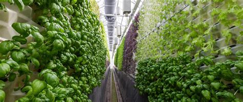 What is Vertical Farming? - EcoCation