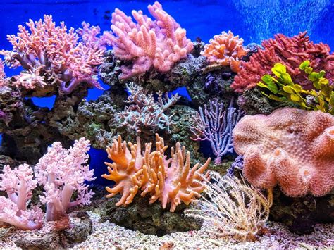 Fun Facts About Coral Reefs You Might Not Know