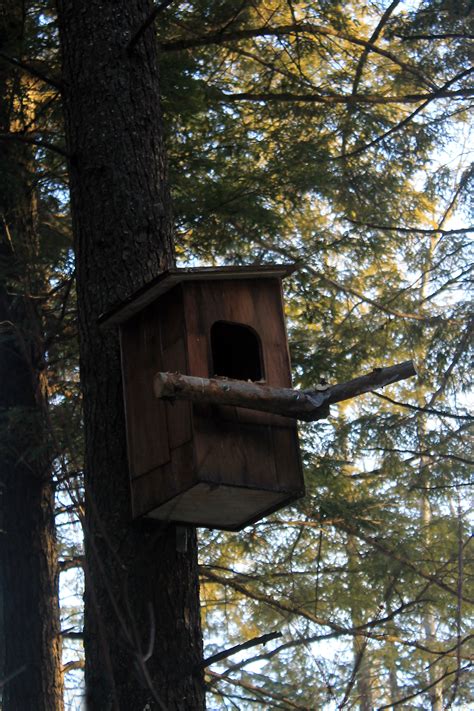 barred owl nest box plans Archives | MyNature Apps