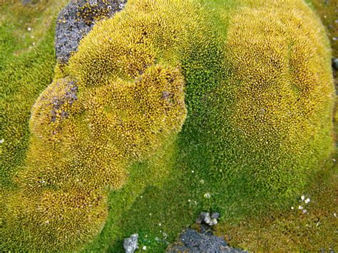 Mosses and liverworts – Australian Antarctic Program