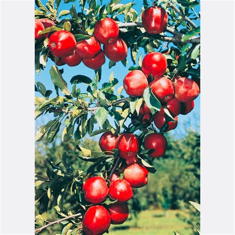 Red Delicious Apple Tree - Fruit delicious as it is beautiful! (2 year ...