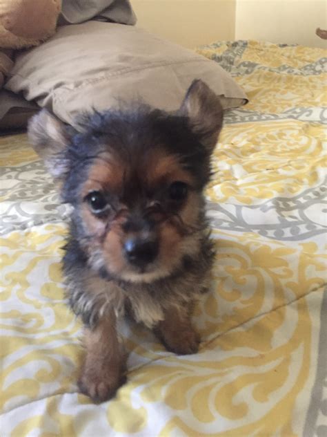 Chorkie Puppies For Sale | Capitol Heights, MD #203802