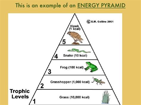 An example of an energy pyramid in the tropic levels. | Energy pyramid ...