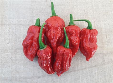 Bhut Jolokia Red 20 Quality Organic Hot Chili Pepper Seeds | Etsy ...