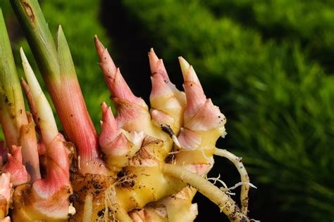 How To Propagate Ginger From Cuttings | Horticulture.co.uk