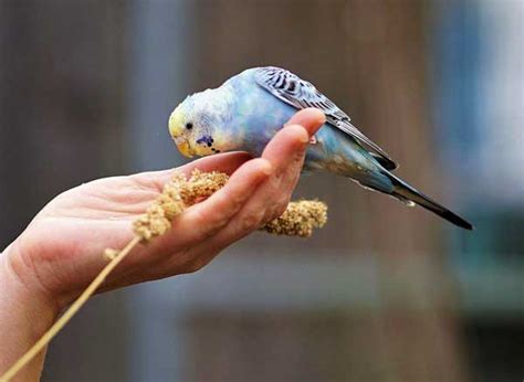 Budgie Care Guide: How to Take Care of Your Budgie? (+13 Tips)