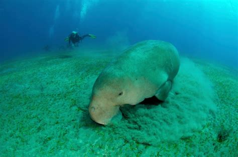 Dugong In The Red Sea Stock Photo - Download Image Now - iStock