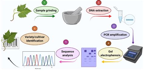 Schematic diagram representing DNA barcoding steps involved in plant... | Download Scientific ...