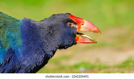 402 Takahe Images, Stock Photos, 3D objects, & Vectors | Shutterstock