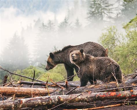 Sneak peek of Best Wildlife Photography 2016 | Canadian Geographic