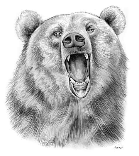 Realistic Bear Drawing at PaintingValley.com | Explore collection of ...