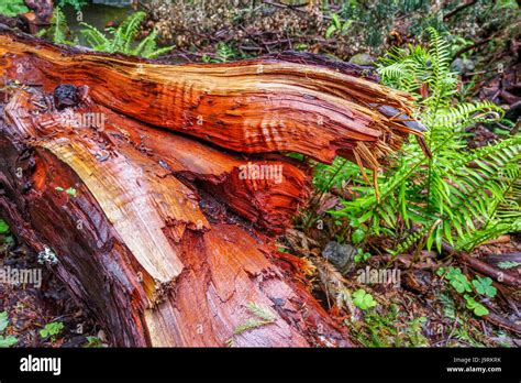 The beautiful red wood of the Western Red Cedar Tree Stock Photo - Alamy