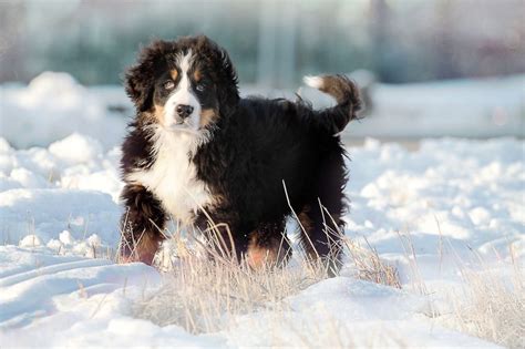 Bernese Mountain Dog Training Tips| Canna-Pet®