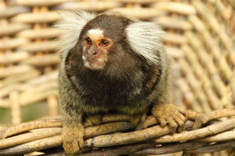 小動物万能ゼリー30 フード 餌 エサ ご飯 栄養補助食品 水分補給 フクロモモンガ サル ハムスター Zicra Agito 【大放出セール】