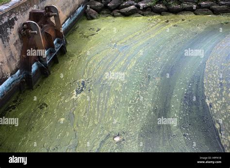 Lake Okeechobee, Florida blue green algae buildup caused by fertilizer runoff and pollution ...