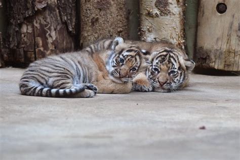 Malayan tiger cubs stock photo. Image of striped, little - 103870504