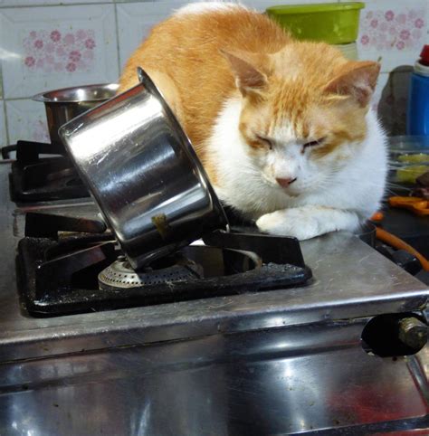 About The Cat on the Gas Stove cooking Pasta? - Katzenworld